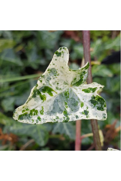 Hedera helix Marmorata
